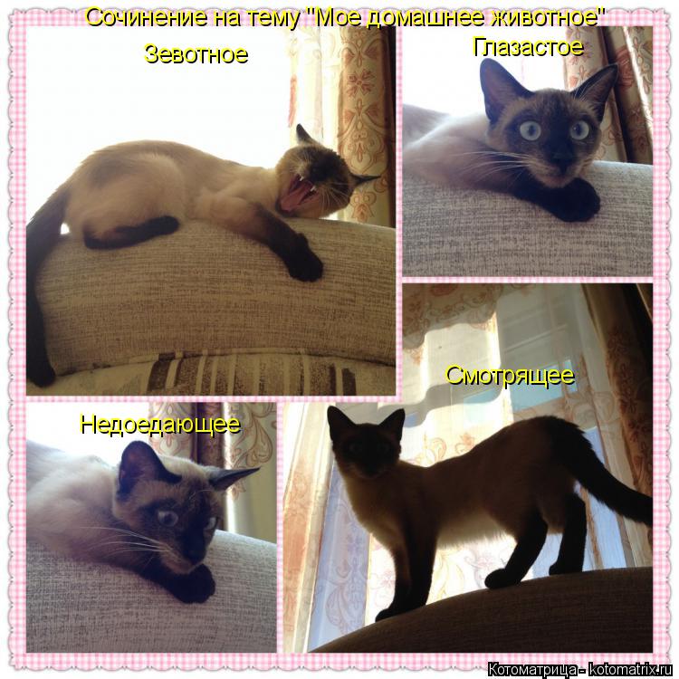 Котоматрица: Сочинение на тему "Мое домашнее животное" Зевотное Глазастое Смотрящее Недоедающее
