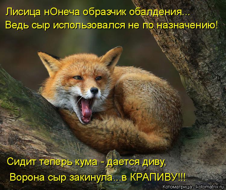 Лисица нОнеча образчик обалдения... Ведь сыр использовался не по назначению! Сидит теперь кума - дае... Котоматрица: Лисица нОнеча образчик обалдения... Ведь сыр использовался не по назначению! Сидит теперь кума - дается диву, Ворона сыр закинула...в КРАПИВ?