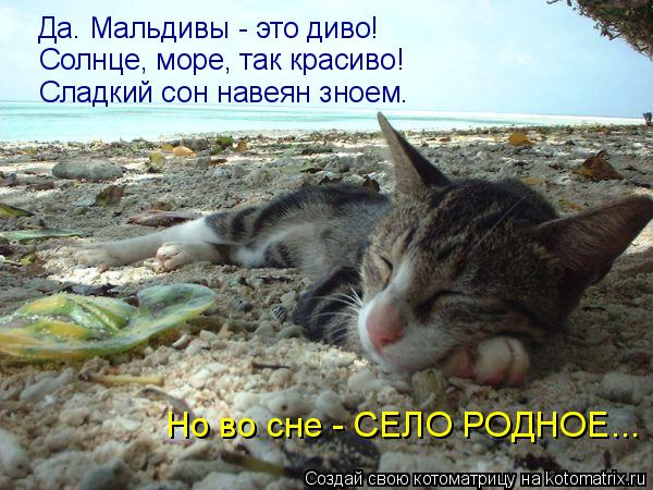 Котоматрица: Да. Мальдивы - это диво! Солнце, море, так красиво! Сладкий сон навеян зноем. Но во сне - СЕЛО РОДНОЕ...