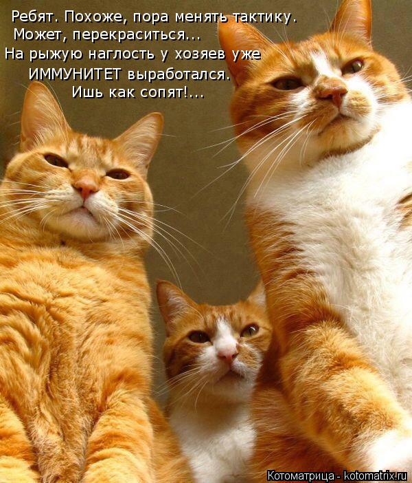 Котоматрица: Ребят. Похоже, пора менять тактику. Может, перекраситься... На рыжую наглость у хозяев уже ИММУНИТЕТ выработался. Ишь как сопят!...