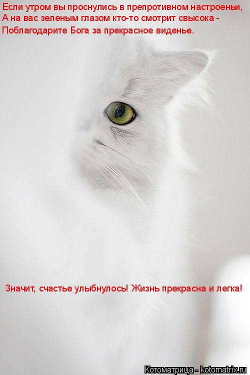 Котоматрица: Если утром вы проснулись в препротивном настроеньи, А на вас зеленым глазом кто-то смотрит свысока - Поблагодарите Бога за прекрасное виден