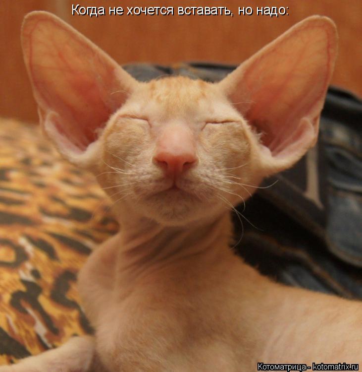 Котоматрица: Когда не хочется вставать, но надо: