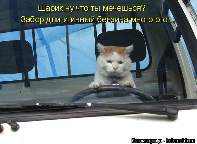 Котоматрица: Шарик,ну что ты мечешься? Забор дли-и-инный,бензина мно-о-ого...