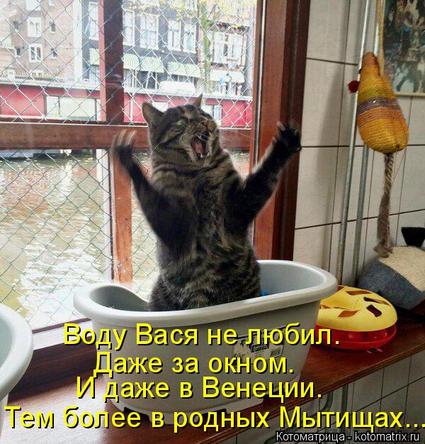 Котоматрица: Воду Вася не любил. Даже за окном. И даже в Венеции. Тем более в родных Мытищах...