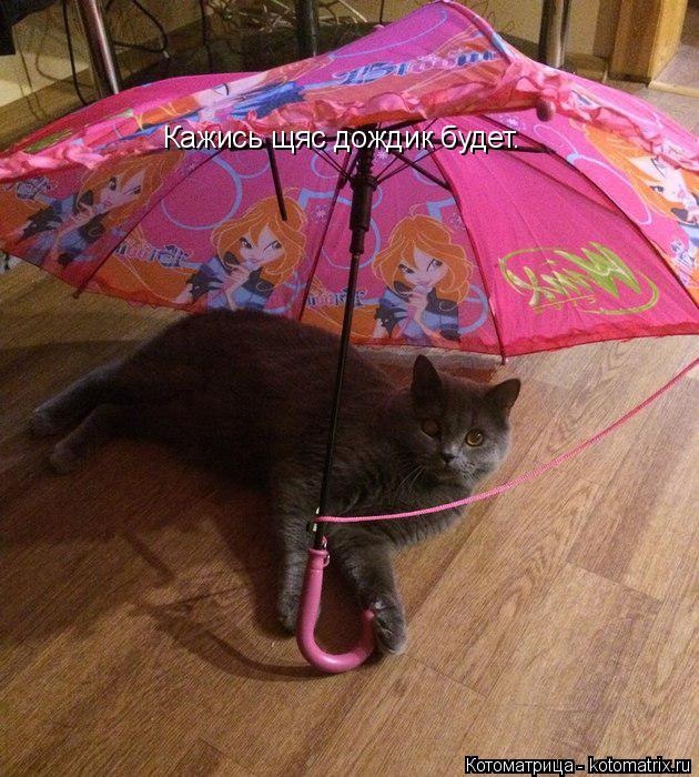 Котоматрица: Кажись щяс дождик будет.