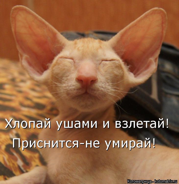 Котоматрица: Хлопай ушами и взлетай! Приснится-не умирай!