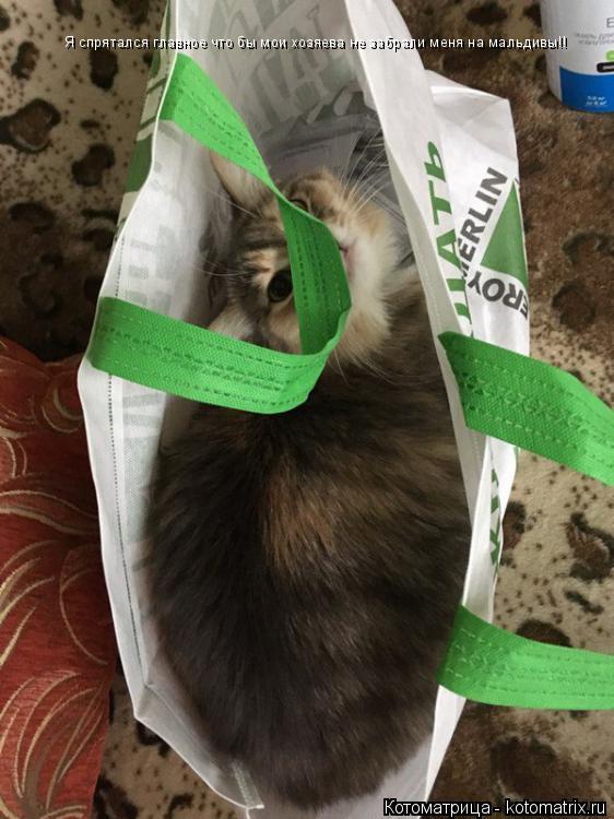 Котоматрица: Я спрятался главное что бы мои хозяева не забрали меня на мальдивы!!