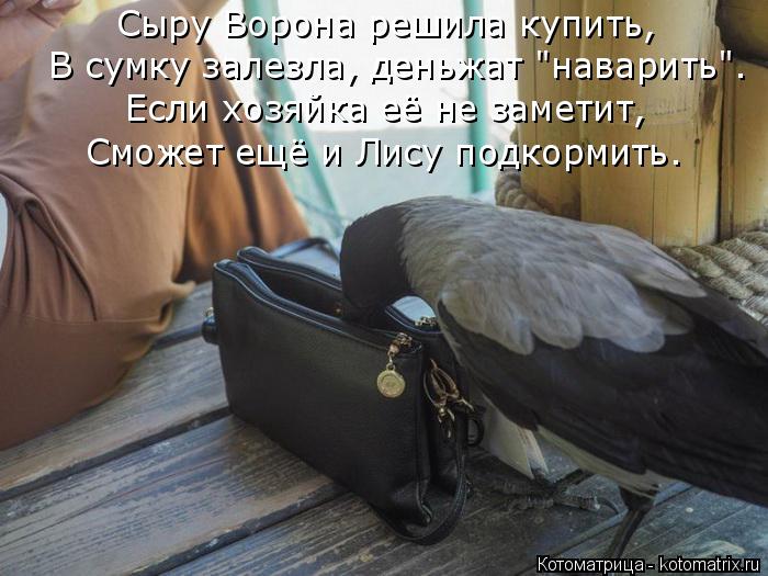 Сыру Ворона решила купить, В сумку залезла, деньжат "наварить". Если хозяйка её не заметит, Сможет ещ... Котоматрица: Сыру Ворона решила купить, В сумку залезла, деньжат "наварить". Если хозяйка её не заметит, Сможет ещё и Лису подкормить.