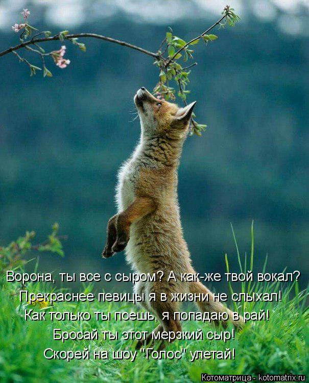 Котоматрица: Прекраснее певицы я в жизни не слыхал! Ворона, ты все с сыром? А как-же твой вокал? Как только ты поешь, я попадаю в рай! Бросай ты этот мерзкий 