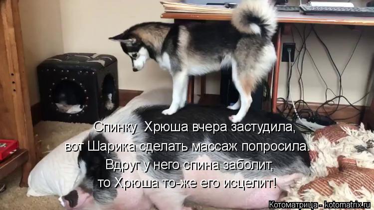 Котоматрица: Вдруг у него спина заболит, Спинку  Хрюша вчера застудила, вот Шарика сделать массаж попросила. то Хрюша то-же его исцелит!
