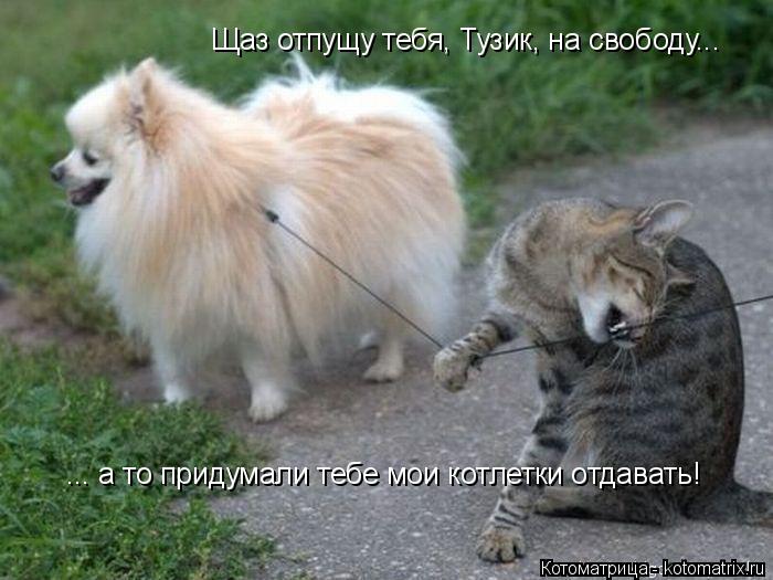Щаз отпущу тебя, Тузик, на свободу... ... а то придумали тебе мои котлетки отдавать!... Котоматрица: Щаз отпущу тебя, Тузик, на свободу... ... а то придумали тебе мои котлетки отдавать!