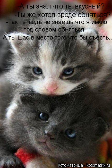 Котоматрица: -А ты знал что ты вкусный? -Ты же хотел вроде обняться? -Так ты ведь не знаешь что я имею под словом обняться -А ты щас в место того что бы съест?
