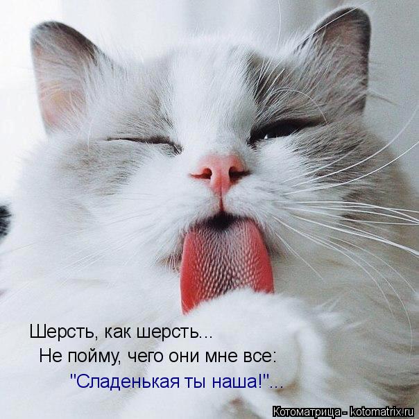 Котоматрица: Шерсть, как шерсть... Не пойму, чего они мне все: "Сладенькая ты наша!"...
