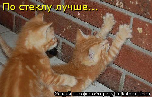 Котоматрица: По стеклу лучше...