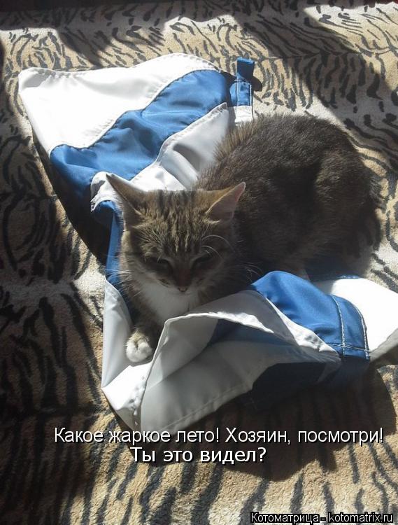 Котоматрица: Какое жаркое лето! Хозяин, посмотри!  Ты это видел?