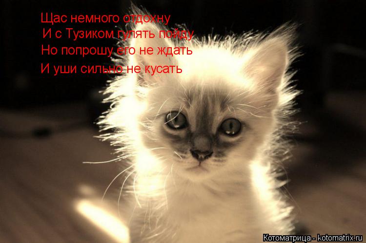 Котоматрица: Щас немного отдохну И с Тузиком гулять пойду Но попрошу его не ждать И уши сильно не кусать