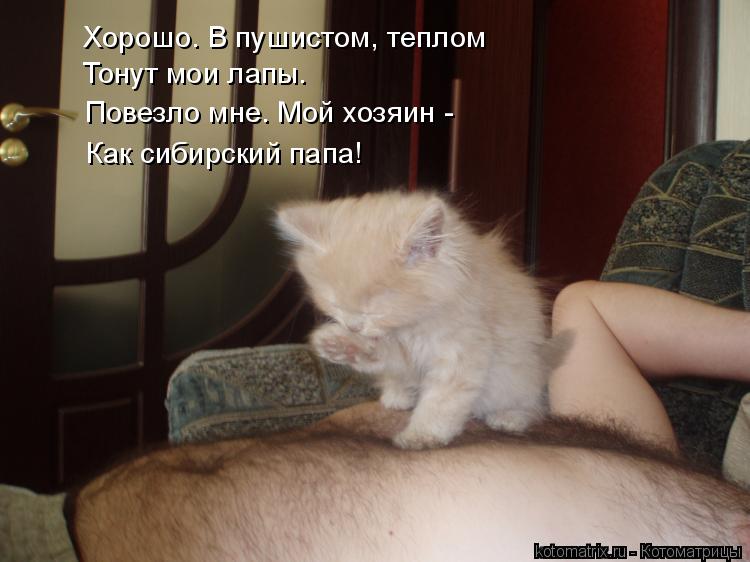 Котоматрица: Тонут мои лапы. Повезло мне. Мой хозяин -  Как сибирский папа! Хорошо. В пушистом, теплом