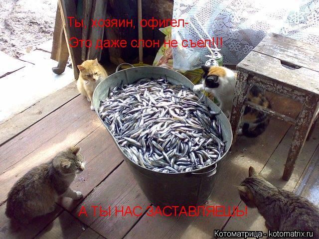 Котоматрица: Ты, хозяин, офигел- Это даже слон не съел!!! А ТЫ НАС ЗАСТАВЛЯЕШЬ!