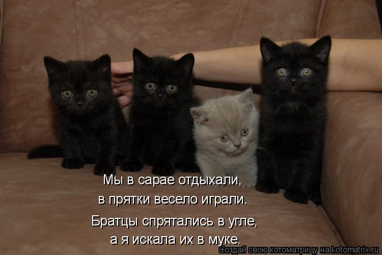 Котоматрица: Братцы спрятались в угле, а я искала их в муке. Мы в сарае отдыхали, в прятки весело играли.