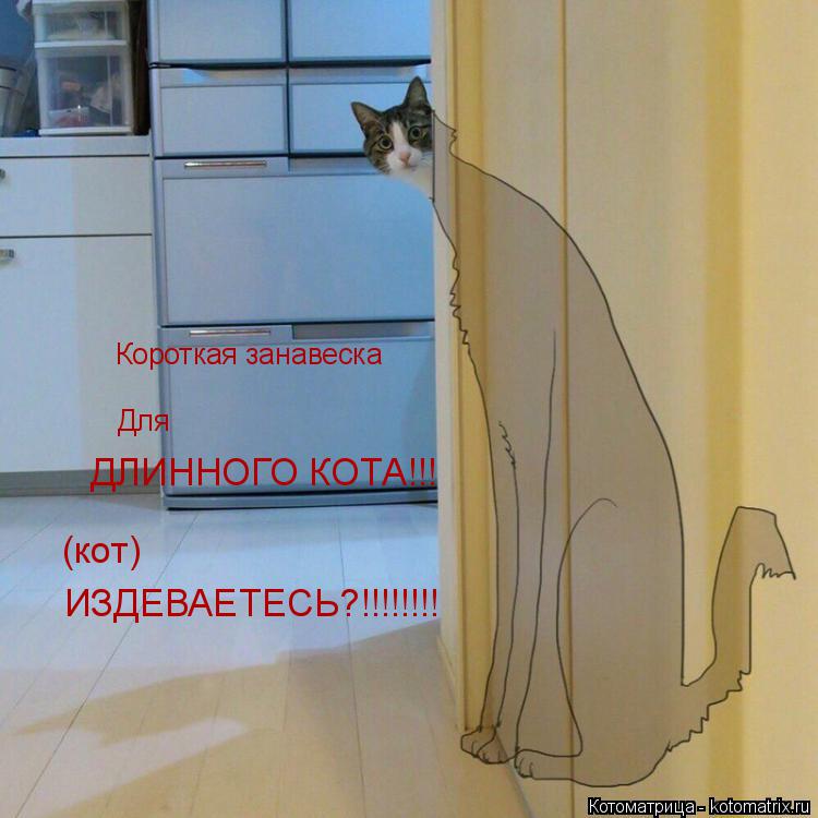 Котоматрица: Короткая занавеска Для ДЛИННОГО КОТА!!! (кот) ИЗДЕВАЕТЕСЬ?!!!!!!!!