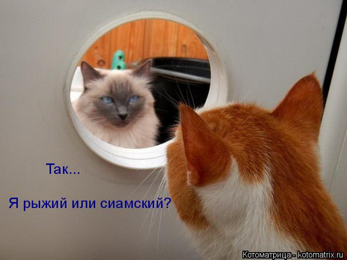 Котоматрица: Так... Я рыжий или сиамский?
