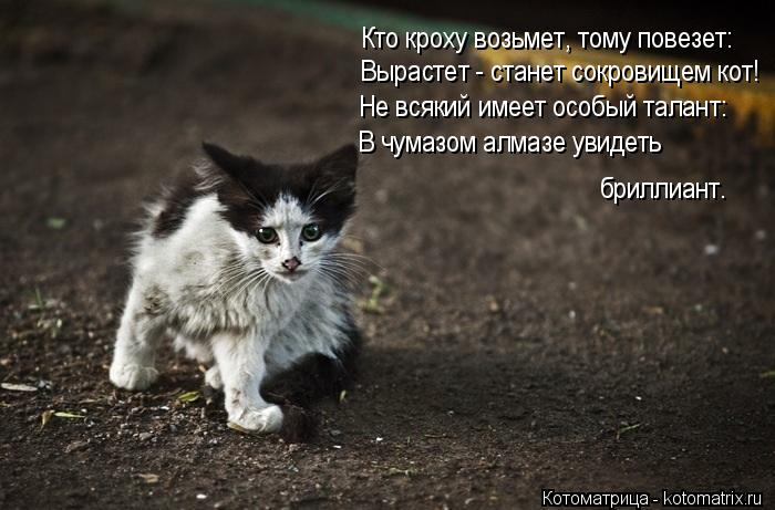 Котоматрица: Кто кроху возьмет, тому повезет: Вырастет - станет сокровищем кот! Не всякий имеет особый талант: В чумазом алмазе увидеть  бриллиант.