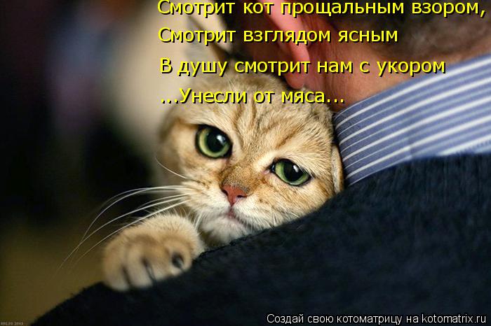 Смотрит кот прощальным взором, Смотрит взглядом ясным В душу смотрит нам с укором ...Унесли от мяса..... Котоматрица: Смотрит кот прощальным взором, Смотрит взглядом ясным В душу смотрит нам с укором ...Унесли от мяса...
