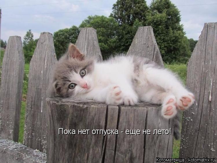Котоматрица: Пока нет отпуска - еще не лето!
