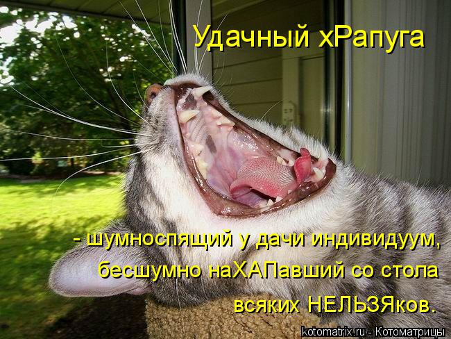 Удачный хРапуга - шумноспящий у дачи индивидуум, бесшумно наХАПавший со стола всяких НЕЛЬЗЯков.... Котоматрица: Удачный хРапуга - шумноспящий у дачи индивидуум, бесшумно наХАПавший со стола всяких НЕЛЬЗЯков.
