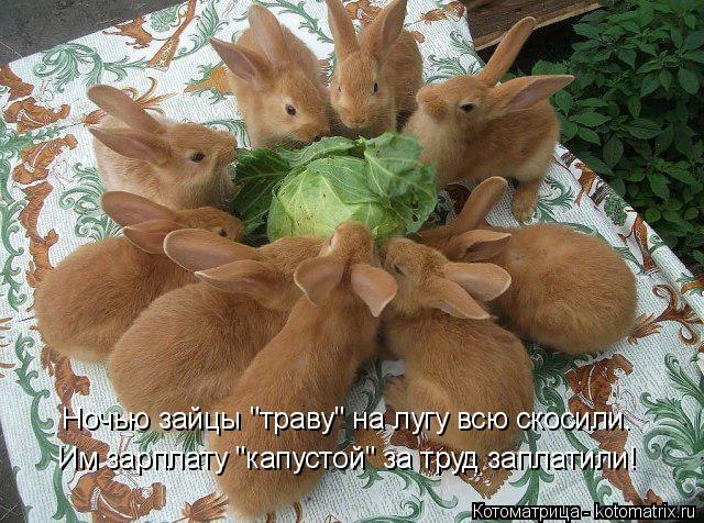Котоматрица: Им зарплату "капустой" за труд заплатили! Ночью зайцы "траву" на лугу всю скосили.