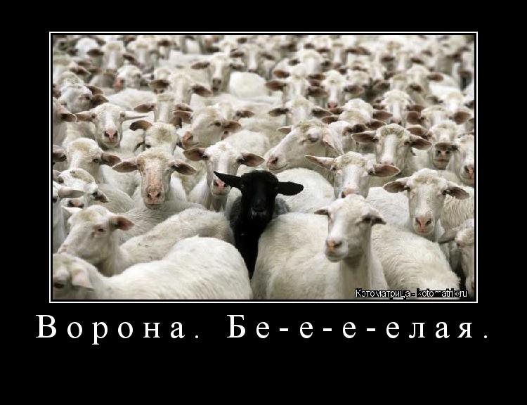 Котоматрица: Ворона. Бе-е-е-елая. 