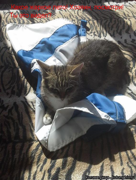 Котоматрица: Какое жаркое лето! Хозяин, посмотри! Ты это видел?