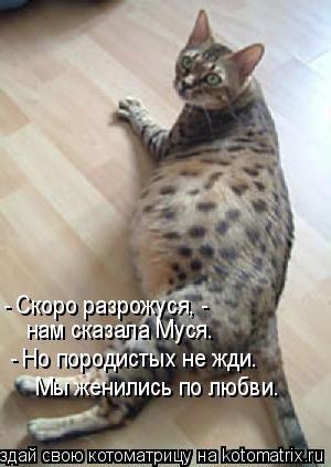 Котоматрица: - Скоро разрожуся, -  нам сказала Муся. - Но породистых не жди. Мы женились по любви.