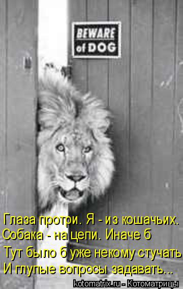 Котоматрица: Глаза протри. Я - из кошачьих. Собака - на цепи. Иначе б И глупые вопросы задавать... Тут было б уже некому стучать