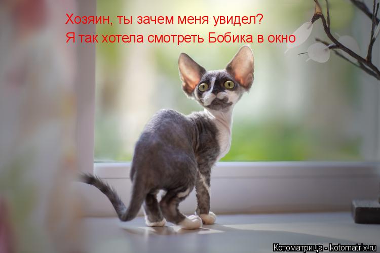 Котоматрица: Хозяин, ты зачем меня увидел? Я так хотела смотреть Бобика в окно