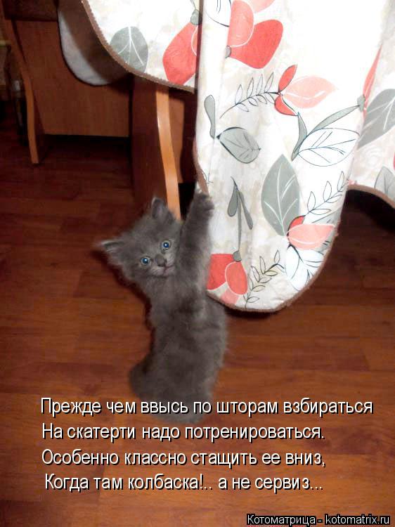 Прежде чем ввысь по шторам взбираться На скатерти надо потренироваться. Особенно классно стащить ее в... Котоматрица: Прежде чем ввысь по шторам взбираться На скатерти надо потренироваться. Особенно классно стащить ее вниз, Когда там колбаска!.. а не сервиз..