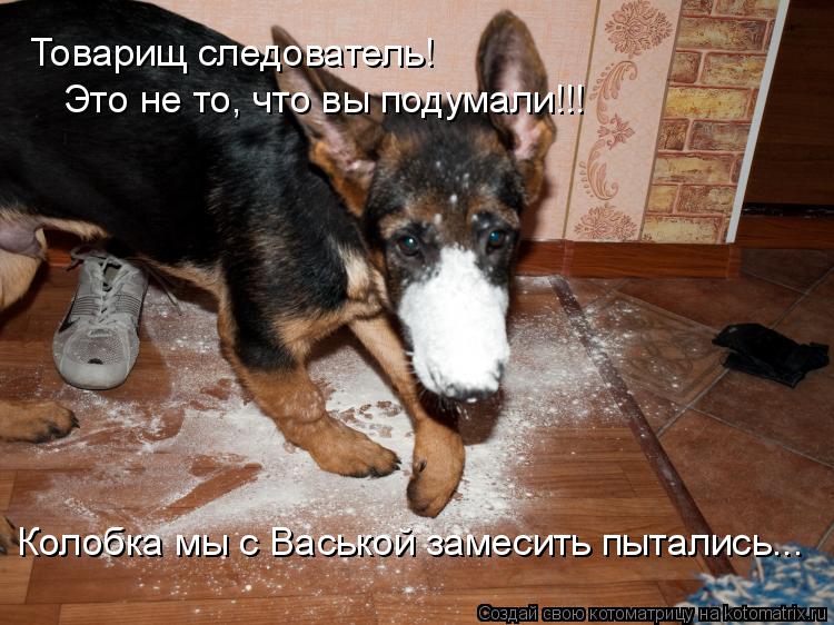 Котоматрица: Товарищ следователь! Это не то, что вы подумали!!! Колобка мы с Васькой замесить пытались...