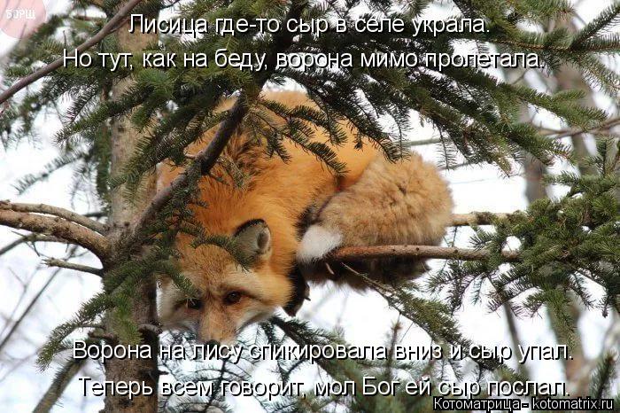 Котоматрица: Лисица где-то сыр в селе украла. Но тут, как на беду, ворона мимо пролетала.  Ворона на лису спикировала вниз и сыр упал. Теперь всем говорит, м