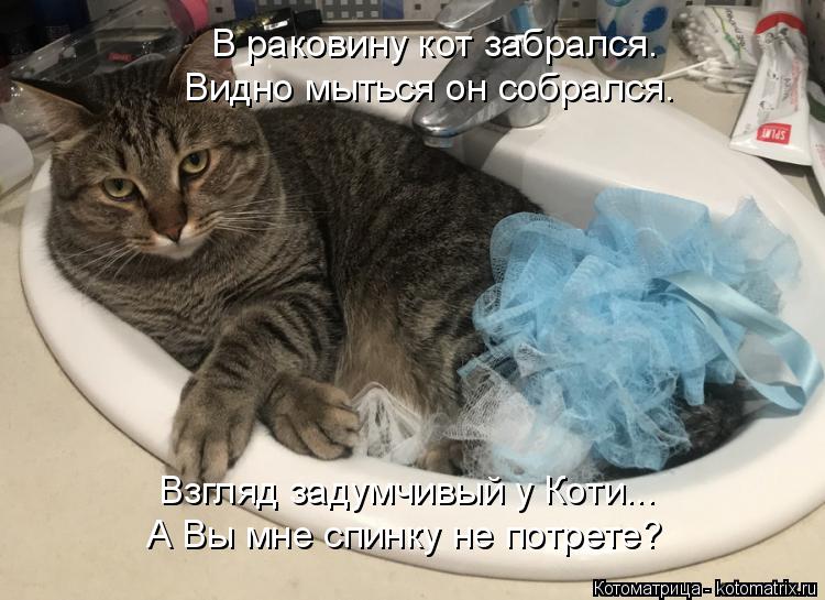 Котоматрица: А Вы мне спинку не потрете? Взгляд задумчивый у Коти... В раковину кот забрался. Видно мыться он собрался.