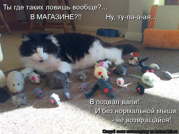 Котоматрица: Ты где таких ловишь вообще?... В МАГАЗИНЕ?!!            Ну, ту-па-а-ая... В подвал вали! И без нормальной мыши  - не возвращайся!