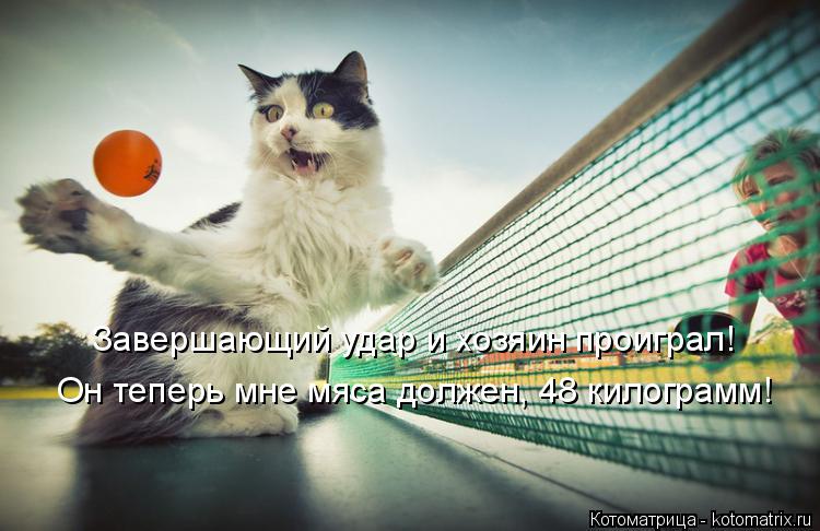 Котоматрица: Завершающий удар и хозяин проиграл! Он теперь мне мяса должен, 48 килограмм!