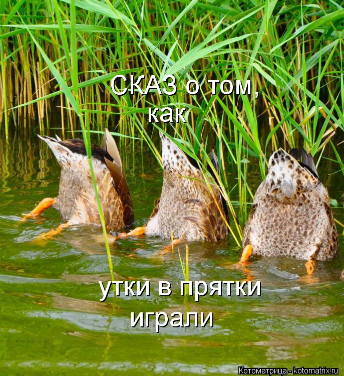 Котоматрица: как утки в прятки играли СКАЗ о том,