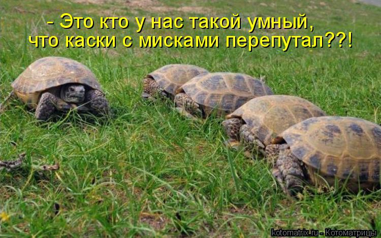 Котоматрица: - Это кто у нас такой умный, что каски с мисками перепутал??!