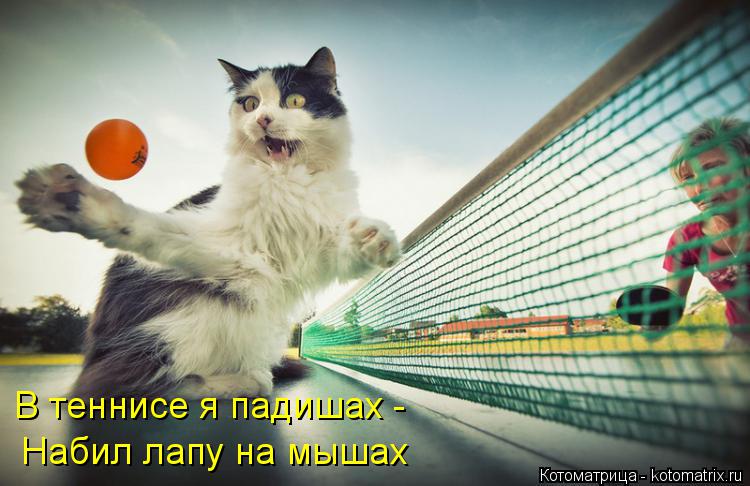 В теннисе я падишах - Набил лапу на мышах... Котоматрица: В теннисе я падишах - Набил лапу на мышах
