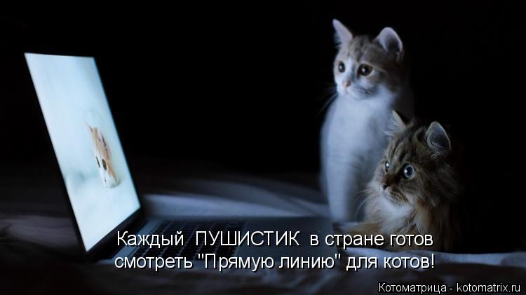 Каждый ПУШИСТИК в стране готов смотреть "Прямую линию" для котов!... Котоматрица: Каждый ПУШИСТИК в стране готов смотреть "Прямую линию" для котов!