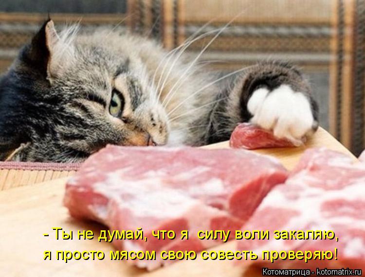 - Ты не думай, что я силу воли закаляю, я просто мясом свою совесть проверяю!... Котоматрица: - Ты не думай, что я силу воли закаляю, я просто мясом свою совесть проверяю!