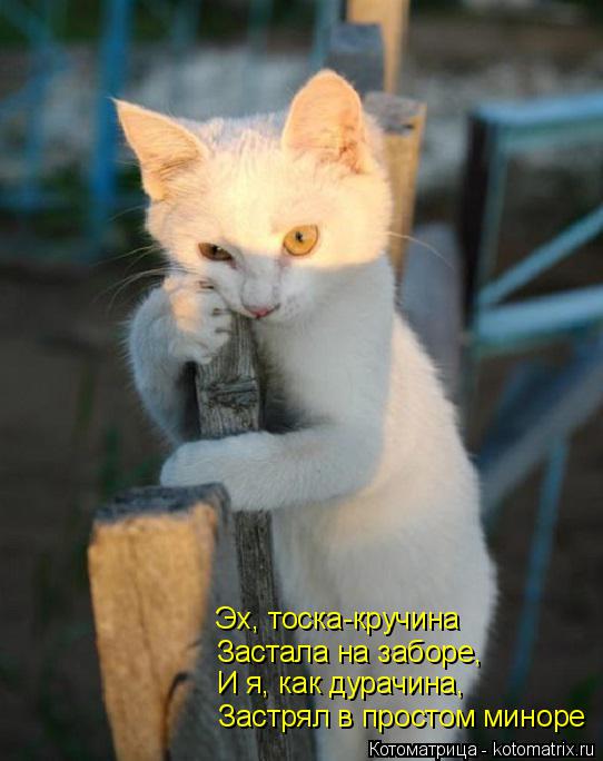 Застрял в простом миноре И я, как дурачина, Застала на заборе, Эх, тоска-кручина... Котоматрица: Застрял в простом миноре И я, как дурачина, Застала на заборе, Эх, тоска-кручина