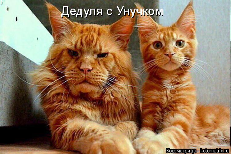 Котоматрица: Дедуля с Унучком