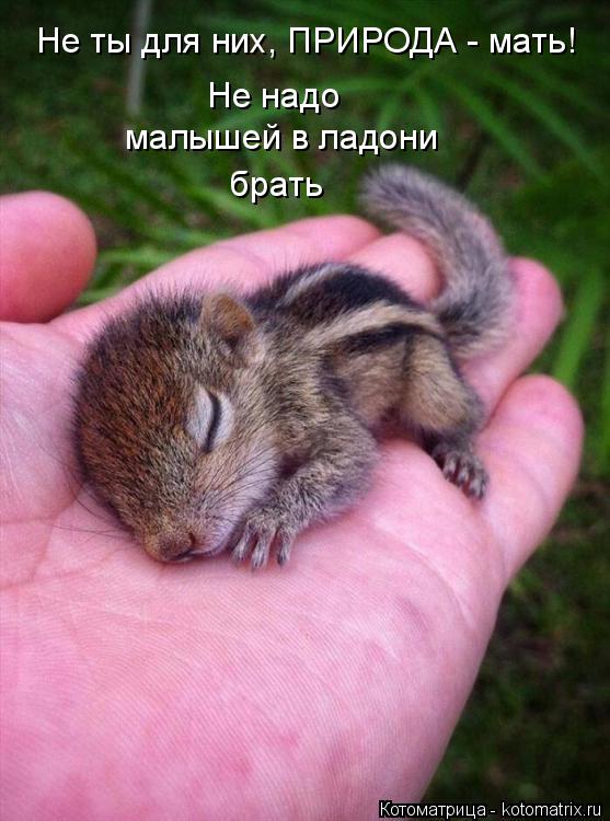 Котоматрица: Не надо брать малышей в ладони Не ты для них, ПРИРОДА - мать!