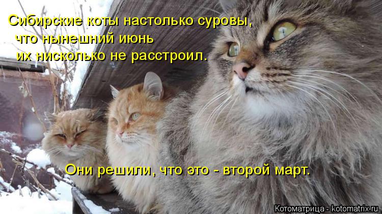 Котоматрица: Сибирские коты настолько суровы, что нынешний июнь их нисколько не расстроил. Они решили, что это - второй март.